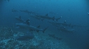 REQUINS POINTE BLANCHE, CARANGUE, POISSONS PAPILLON