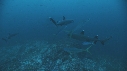 REQUINS POINTE BLANCHE, CARANGUE, POISSONS PAPILLON