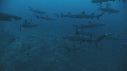 REQUINS POINTE BLANCHE, CARANGUE