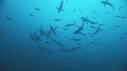 REQUINS POINTE BLANCHE, CARANGUE