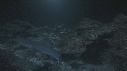 REQUINS POINTE BLANCHE, CARANGUE