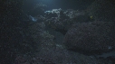REQUINS POINTE BLANCHE, POISSON PAPILLON
