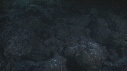 REQUINS POINTE BLANCHE, POISSON PAPILLON