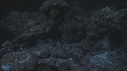 REQUINS POINTE BLANCHE, POISSON PAPILLON
