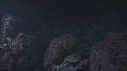 REQUINS POINTE BLANCHE, POISSONS TROMPETTE