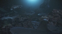 REQUINS POINTE BLANCHE, POISSONS TROMPETTE