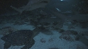 REQUINS POINTE BLANCHE, TORTUE