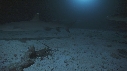 REQUINS POINTE BLANCHE, LANGOUSTE