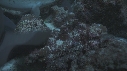 REQUINS POINTE BLANCHE, POISSONS ROUGE
