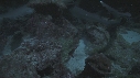REQUINS POINTE BLANCHE, POISSONS ROUGE, POISSON COFFRE