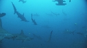 REQUIN MARTEAU, POISSONS