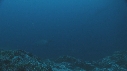 REQUIN MARTEAU, POISSONS PAPILLON, CARANGUE