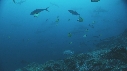 REQUIN MARTEAU, POISSONS PAPILLON, POISSONS