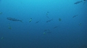 REQUIN MARTEAU, POISSONS PAPILLON