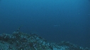 REQUIN MARTEAU, POISSONS PAPILLON