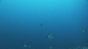 REQUIN MARTEAU, POISSONS PAPILLON