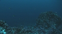 REQUIN MARTEAU, POISSONS PAPILLON