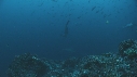 REQUIN MARTEAU, POISSONS PAPILLON