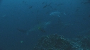 REQUIN MARTEAU, POISSONS PAPILLON