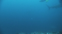 REQUIN MARTEAU, POISSONS PAPILLON
