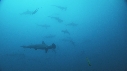 REQUIN MARTEAU, POISSONS PAPILLON