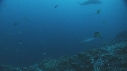REQUIN MARTEAU, POISSONS PAPILLON
