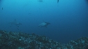 REQUIN MARTEAU, POISSONS PAPILLON