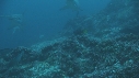 REQUIN MARTEAU, POISSONS PAPILLON