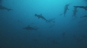REQUIN MARTEAU