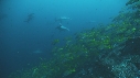 REQUIN MARTEAU, BANC DE LUTJANS