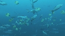 POISSON PAPILLON, CARANGUE ARC EN CIEL