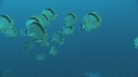 POISSON PAPILLON, CARANGUE ARC EN CIEL