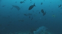 RAIE MARBREE, POISSONS