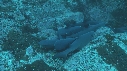 REQUINS POINTE BLANCHE