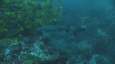 BANC DE LUTJANS, REQUIN POINTE BLANCHE