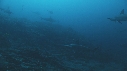 REQUIN MARTEAU