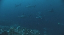 REQUIN MARTEAU