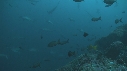 REQUIN MARTEAU, POISSONS
