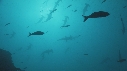 REQUIN MARTEAU, POISSONS