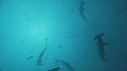 REQUIN MARTEAU, POISSONS
