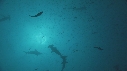 REQUIN MARTEAU, POISSONS