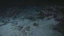 REQUINS POINTE BLANCHE, POISSON PINTADE
