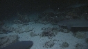 REQUINS POINTE BLANCHE, POISSON PINTADE
