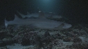 REQUINS POINTE BLANCHE, LANGOUSTES