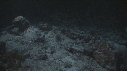 REQUINS POINTE BLANCHE, TORTUE