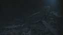 REQUINS POINTE BLANCHE, POISSON TROMPETTE