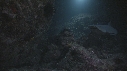 REQUINS POINTE BLANCHE, LANGOUSTES