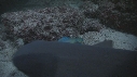 REQUINS POINTE BLANCHE, POISSON PERROQUET