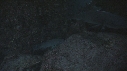 REQUINS POINTE BLANCHE, POISSON ROUGE