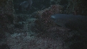 REQUINS POINTE BLANCHE